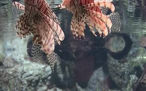 Exotic Fish - Animals - VIDEOTIME.COM