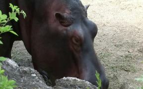 Hippo - Animals - VIDEOTIME.COM