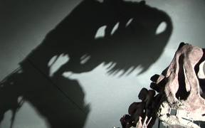 Dinosaur in Museum - Animals - VIDEOTIME.COM