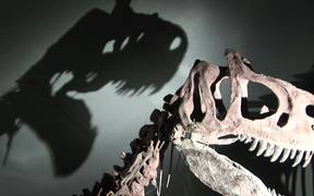 Dinosaur in Museum - Animals - Videotime.com