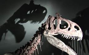 Dinosaur in Museum - Animals - VIDEOTIME.COM