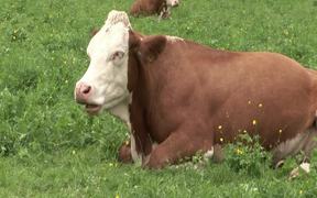 Cow - Animals - VIDEOTIME.COM