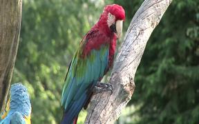 Red Parrot - Animals - VIDEOTIME.COM