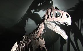 Dinosaur in Museum