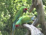 Green Parrot