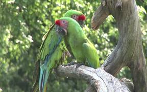 Green Parrot - Animals - Videotime.com