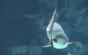 Sharks in Aquarium - Animals - VIDEOTIME.COM