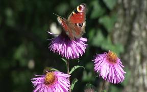 Flower with Butterfly - Animals - VIDEOTIME.COM