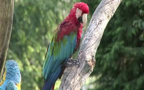Red Parrot