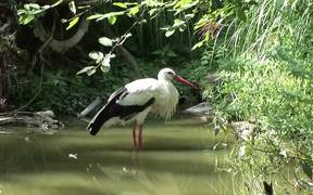 A Stork - Animals - VIDEOTIME.COM