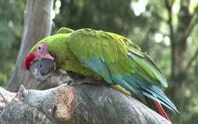 Green Parrot - Animals - VIDEOTIME.COM