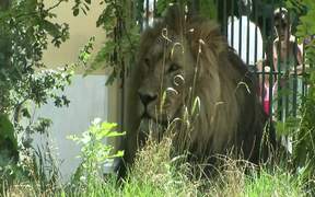 Lion in Zoo - Animals - VIDEOTIME.COM