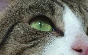 Cat Closeup - Animals - Videotime.com