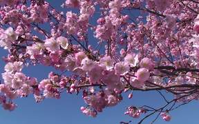 Japanese Cherry Tree - Commercials - VIDEOTIME.COM