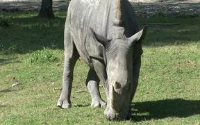 Rhinoceros - Animals - Videotime.com