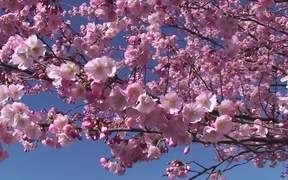 Japanese Cherry Tree - Commercials - VIDEOTIME.COM