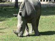 Rhinoceros - Animals - Y8.COM
