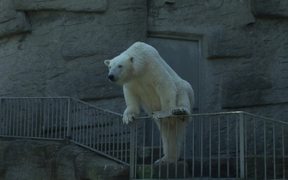 Polar Bear in the Zoo - Animals - VIDEOTIME.COM