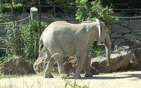 Small Elephant - Animals - VIDEOTIME.COM