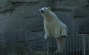 Polar Bear in the Zoo - Animals - VIDEOTIME.COM