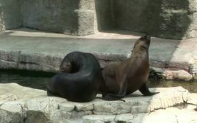 Harbor Seal - Animals - VIDEOTIME.COM