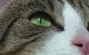 Cat Closeup - Animals - VIDEOTIME.COM
