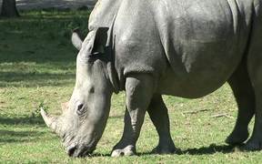 Rhinoceros - Animals - Videotime.com