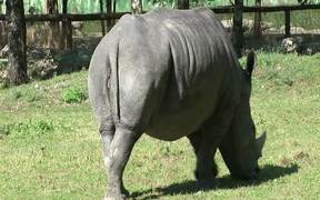 Rhinoceros - Animals - VIDEOTIME.COM