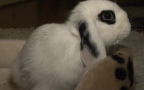 Rabbit - Animals - Videotime.com