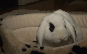 Rabbit - Animals - VIDEOTIME.COM