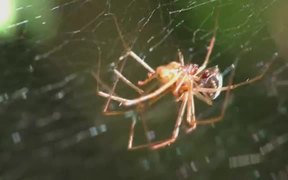 Mating Behaviour of the Money Spider in Macro - Animals - VIDEOTIME.COM
