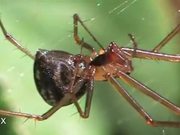 Mating Behaviour of the Money Spider in Macro