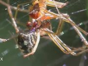 Mating Behaviour of the Money Spider in Macro