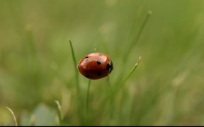 Ladybug, Ladybird - Commercials - VIDEOTIME.COM