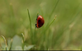 Ladybug, Ladybird - Commercials - VIDEOTIME.COM