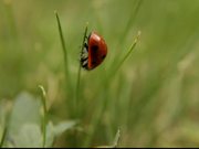 Ladybug, Ladybird