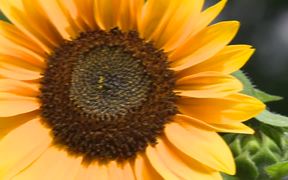 Sunflower - Commercials - VIDEOTIME.COM