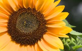 Sunflower - Commercials - VIDEOTIME.COM