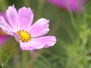 Cosmea Flower