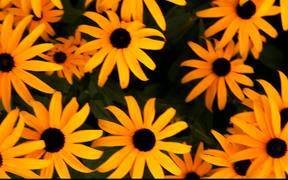 Sunflower Like - Commercials - VIDEOTIME.COM