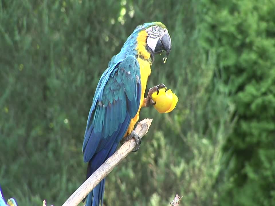 Papageien Bleu