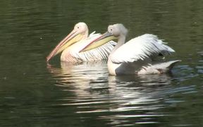 Pelikane - Animals - VIDEOTIME.COM