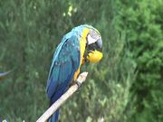 Papageien Bleu