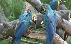 Papageien Bleu - Animals - VIDEOTIME.COM