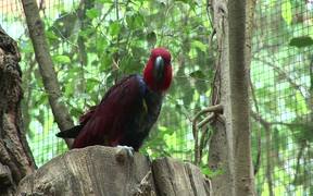 Papagei - Animals - VIDEOTIME.COM