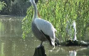 Pelikan - Animals - VIDEOTIME.COM
