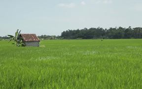 Bali - Rice Field - Commercials - VIDEOTIME.COM