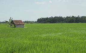 Bali - Rice Field - Commercials - VIDEOTIME.COM