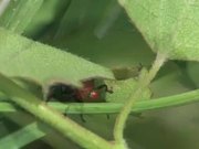 Weevils Mating in Macro
