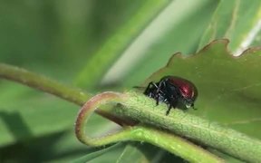 Weevils Mating in Macro - Animals - VIDEOTIME.COM
